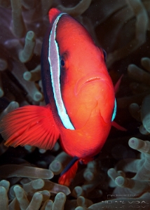 Philippines 2023 - Anilao - DSC06841 Tomato anemonefish (female) Poisson-clown rouge  Amphiprion frenatus